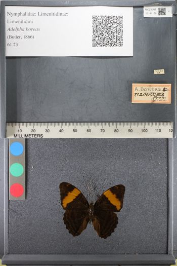 Media type: image;   Entomology 141179
